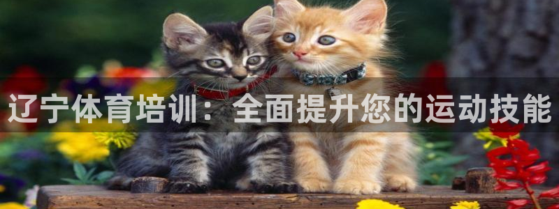 尊龙官网注册：辽宁体育培训：全面提升您的运动技能
