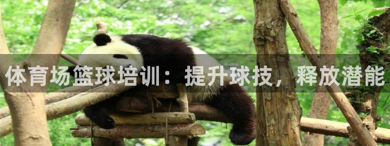 尊龙凯时人生就是搏!官网：体育场篮球培训：提升球技，