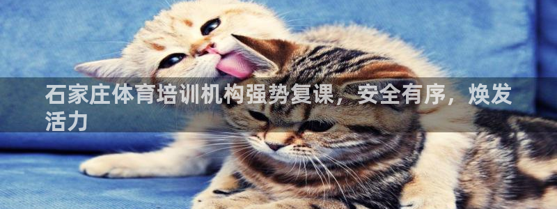 尊龙集团官网：石家庄体育培训机构强势复课，安全有序，